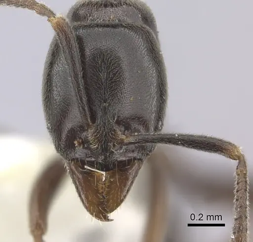 Hypoponera pruinosa specimen CASENT0260436 image casent0260436_2