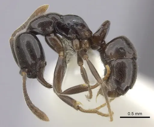 Hypoponera pruinosa specimen CASENT0260436 image casent0260436_3