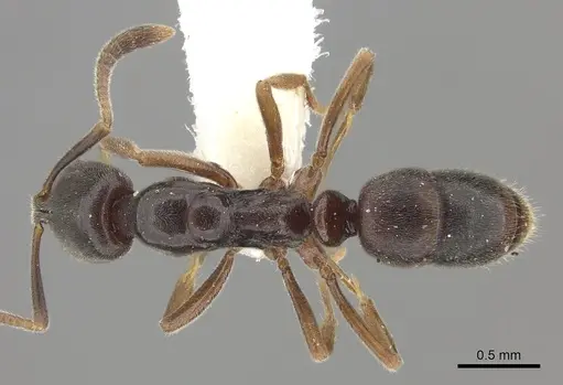 Hypoponera pruinosa specimen CASENT0260437 image casent0260437_1