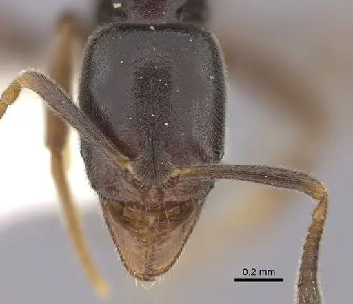 Hypoponera pruinosa specimen CASENT0260437 image casent0260437_2