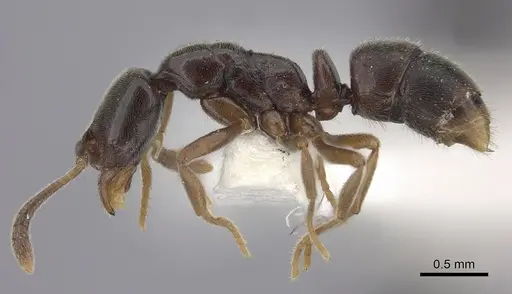 Hypoponera pruinosa specimen CASENT0260437 image casent0260437_3