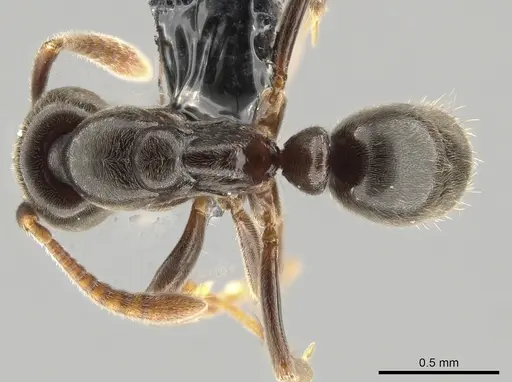 Hypoponera pruinosa specimen CASENT0650367 image casent0650367_1