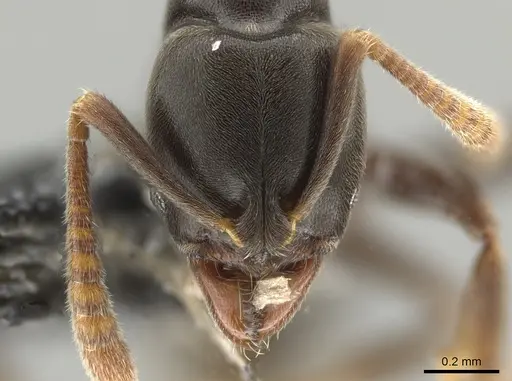 Hypoponera pruinosa specimen CASENT0650367 image casent0650367_2