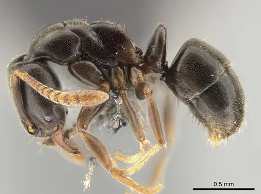 Hypoponera pruinosa specimen CASENT0650367 image casent0650367_3