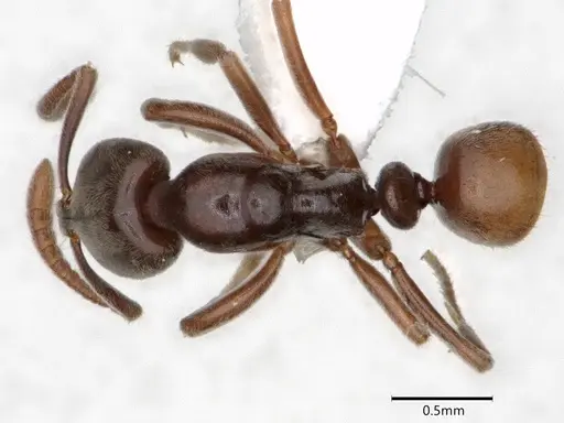 Hypoponera pruinosa specimen CASENT0882071 image casent0882071_1