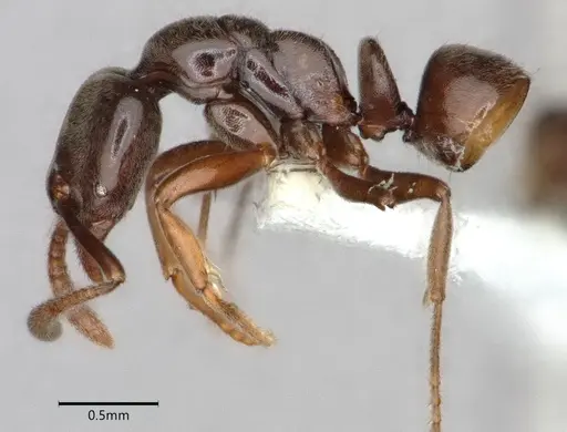 Hypoponera pruinosa specimen CASENT0882071 image casent0882071_5