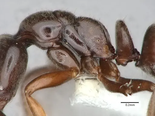 Hypoponera pruinosa specimen CASENT0882071 image casent0882071_6