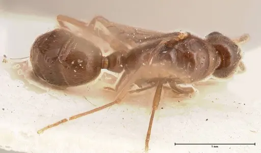 Hypoponera pruinosa specimen FOCOL0993 image focol0993_1
