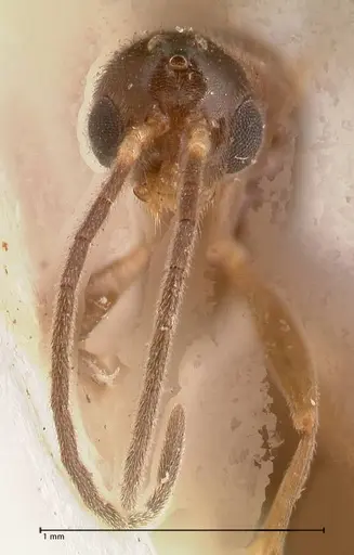 Hypoponera pruinosa specimen FOCOL0993 image focol0993_2