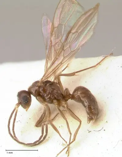 Hypoponera pruinosa specimen FOCOL0993 image focol0993_3