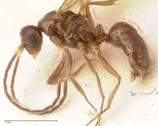 Hypoponera pruinosa specimen FOCOL0993 image focol0993_4