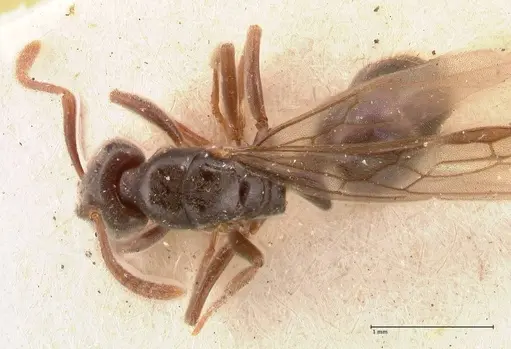 Hypoponera pruinosa specimen FOCOL0994 image focol0994_1