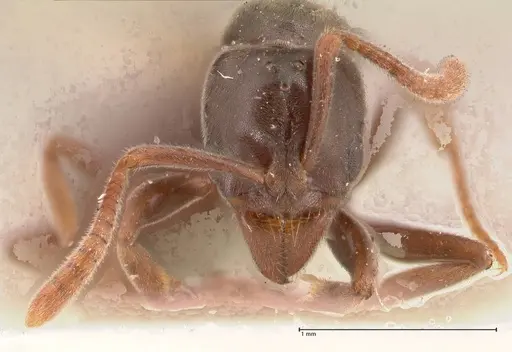 Hypoponera pruinosa specimen FOCOL0994 image focol0994_2