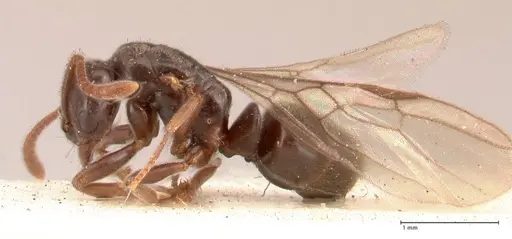 Hypoponera pruinosa specimen FOCOL0994 image focol0994_3