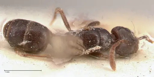 Hypoponera pruinosa specimen FOCOL0995 image focol0995_1