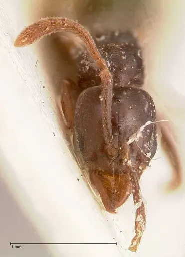 Hypoponera pruinosa specimen FOCOL0995 image focol0995_2