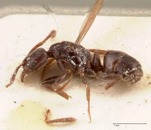 Hypoponera pruinosa specimen FOCOL0995 image focol0995_3