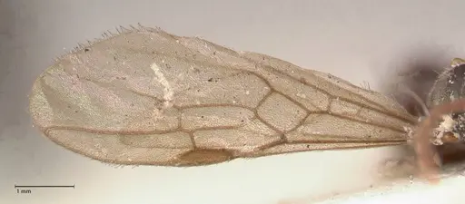 Hypoponera pruinosa specimen FOCOL0995 image focol0995_4