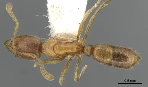 Hypoponera pulchra specimen CASENT0915205 image casent0915205_1