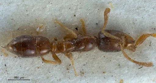 Hypoponera punctatissima specimen ANTWEB1008429 image antweb1008429_1
