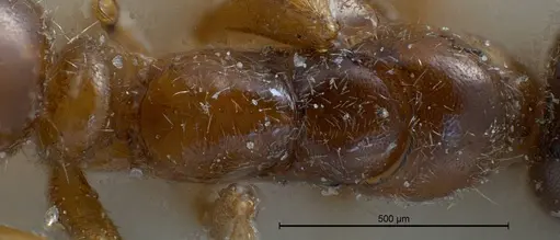 Hypoponera punctatissima specimen ANTWEB1008429 image antweb1008429_2