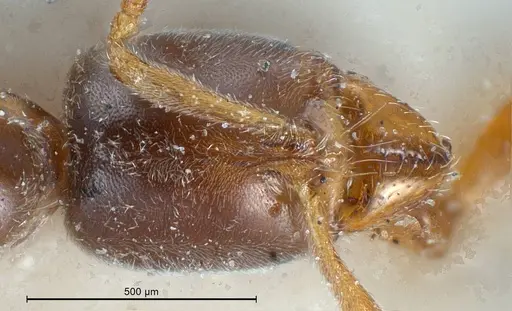 Hypoponera punctatissima specimen ANTWEB1008429 image antweb1008429_3