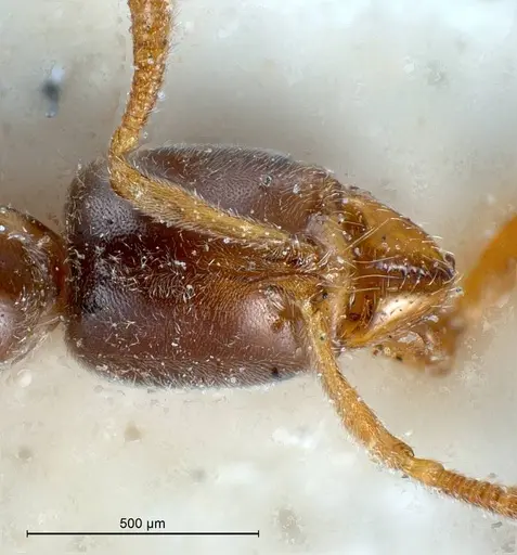 Hypoponera punctatissima specimen ANTWEB1008429 image antweb1008429_4