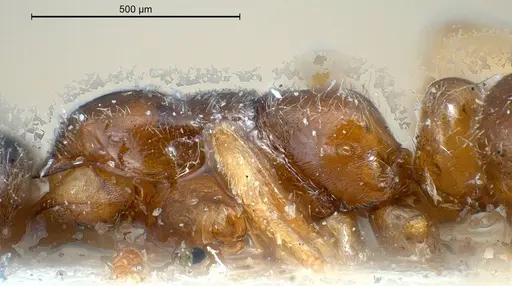 Hypoponera punctatissima specimen ANTWEB1008429 image antweb1008429_5