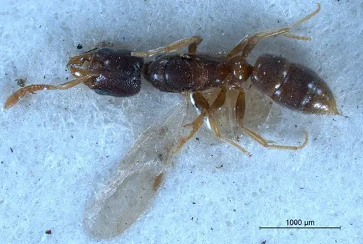 Hypoponera punctatissima specimen ANTWEB1008430 image antweb1008430_1