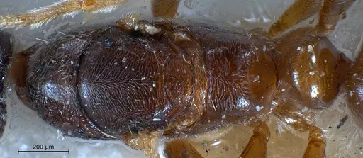 Hypoponera punctatissima specimen ANTWEB1008430 image antweb1008430_2