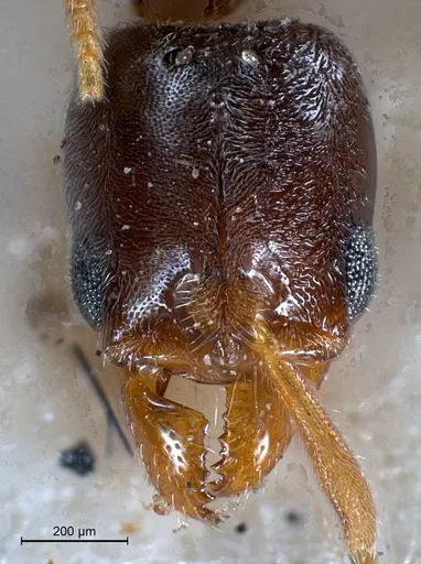 Hypoponera punctatissima specimen ANTWEB1008430 image antweb1008430_3