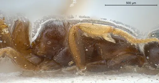 Hypoponera punctatissima specimen ANTWEB1008430 image antweb1008430_4