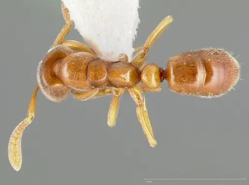 Hypoponera punctatissima specimen CASENT0005437 image casent0005437_1