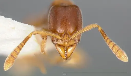 Hypoponera punctatissima specimen CASENT0005437 image casent0005437_2