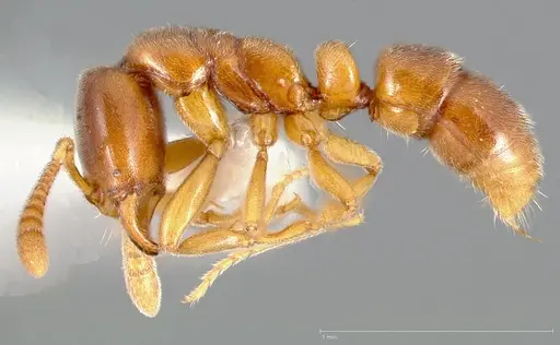 Hypoponera punctatissima specimen CASENT0005437 image casent0005437_3