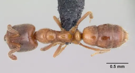 Hypoponera punctatissima specimen CASENT0055828 image casent0055828_1