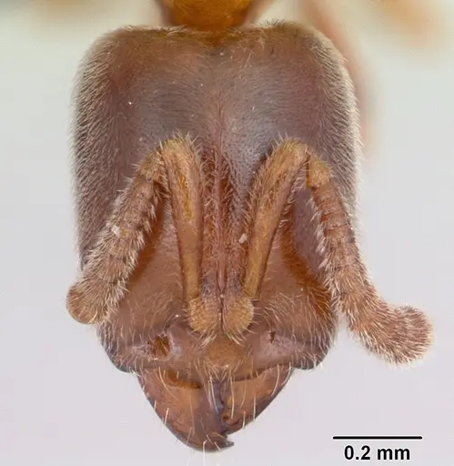 Hypoponera punctatissima specimen CASENT0055828 image casent0055828_2