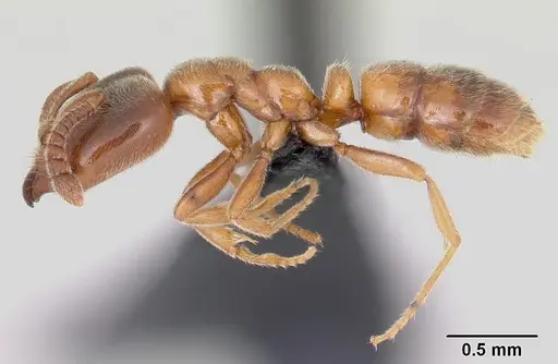Hypoponera punctatissima specimen CASENT0055828 image casent0055828_3