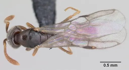 Hypoponera punctatissima specimen CASENT0055829 image casent0055829_1