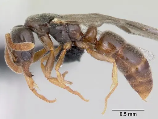 Hypoponera punctatissima specimen CASENT0055829 image casent0055829_3