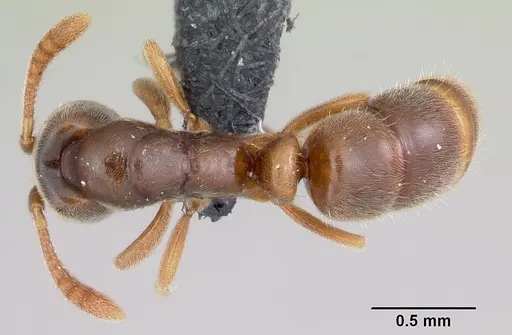 Hypoponera punctatissima specimen CASENT0055938 image casent0055938_1