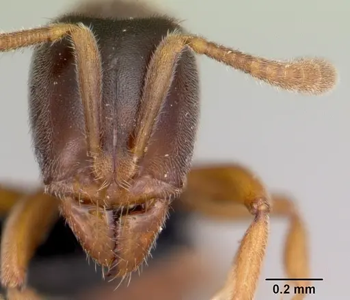 Hypoponera punctatissima specimen CASENT0055938 image casent0055938_2