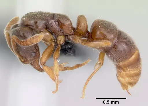 Hypoponera punctatissima specimen CASENT0055938 image casent0055938_3