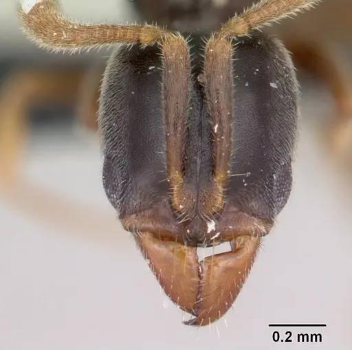 Hypoponera punctatissima specimen CASENT0059552 image casent0059552_2