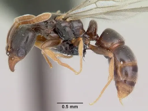 Hypoponera punctatissima specimen CASENT0059552 image casent0059552_3