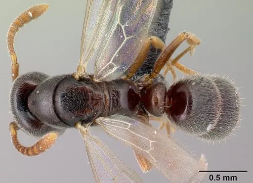 Hypoponera punctatissima specimen CASENT0087461 image casent0087461_1