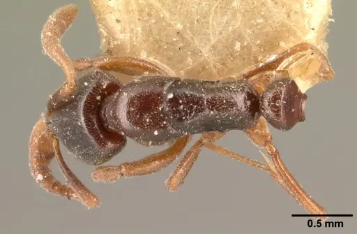 Hypoponera punctatissima specimen CASENT0101016 image casent0101016_1