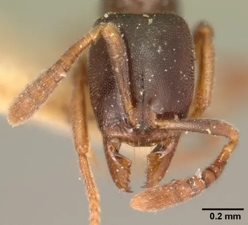 Hypoponera punctatissima specimen CASENT0101016 image casent0101016_2