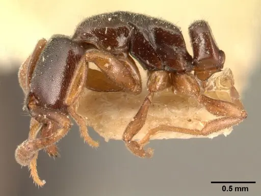 Hypoponera punctatissima specimen CASENT0101016 image casent0101016_3