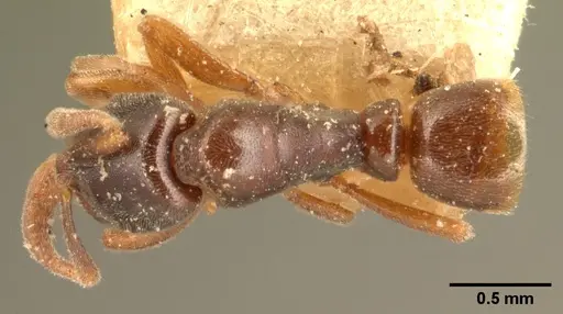 Hypoponera punctatissima specimen CASENT0101017 image casent0101017_1